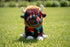 Plush Southwest Animals