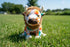 Plush Southwest Animals